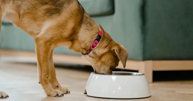 15 Nutritious Dog Meals You Can Make At Home