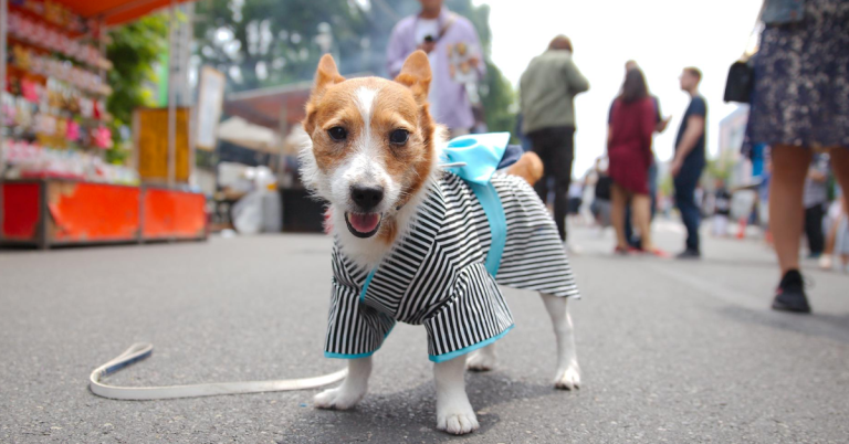 15 Countries Where Dogs Are Treated Like Family