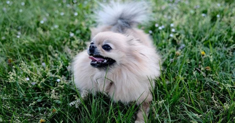 15 Cute Dog Breeds In The Toy Group That Are Puppy-Sized