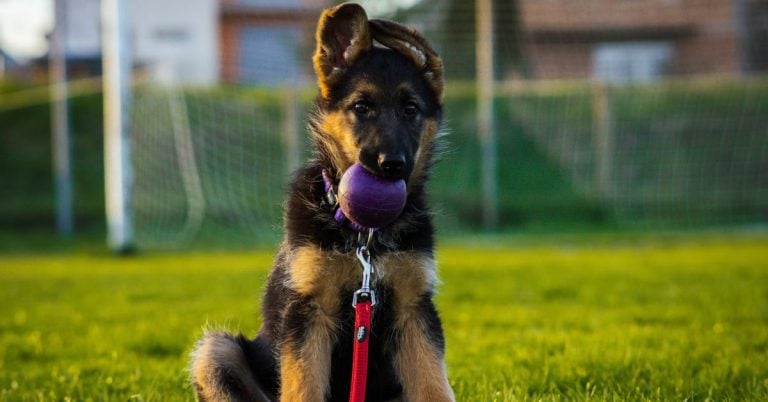 15 Must-Have Playtime Picks For High-Energy German Shepherds
