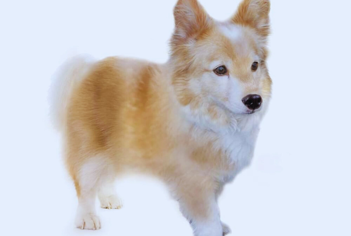 Corgipoo