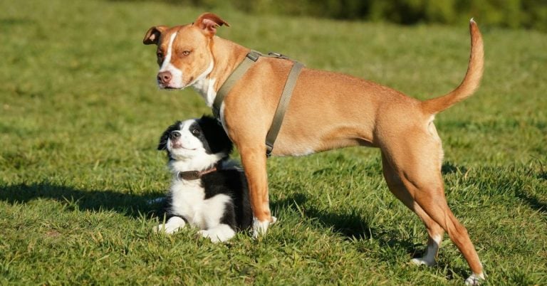 How To Help Your Senior Dog Welcome A Newcomer With Open Paws