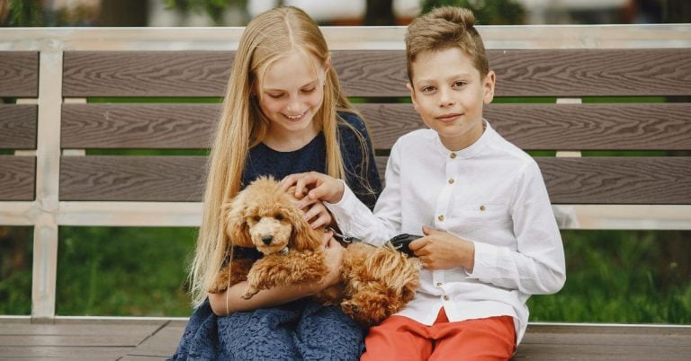 The Hypoallergenic Pups That Could Be Your Perfect Match