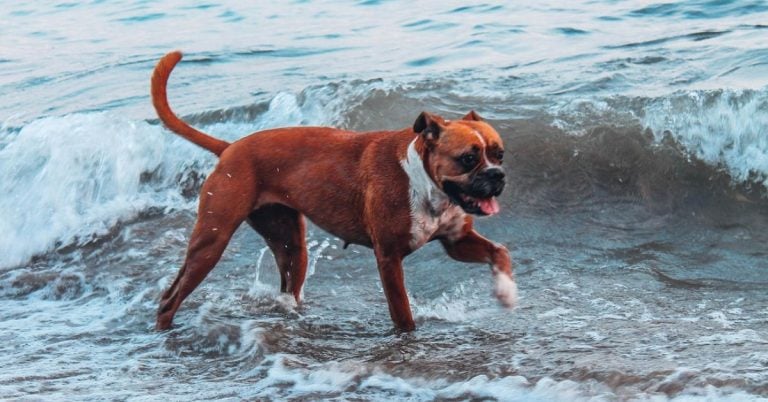 15 Dogs That Struggle With Swimming And Getting Wet