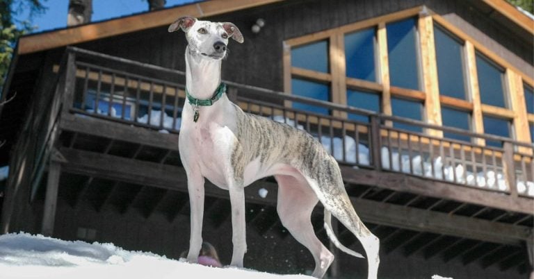 15 Low-Shedding Dog Breeds Perfect For A Low-Key Lifestyle
