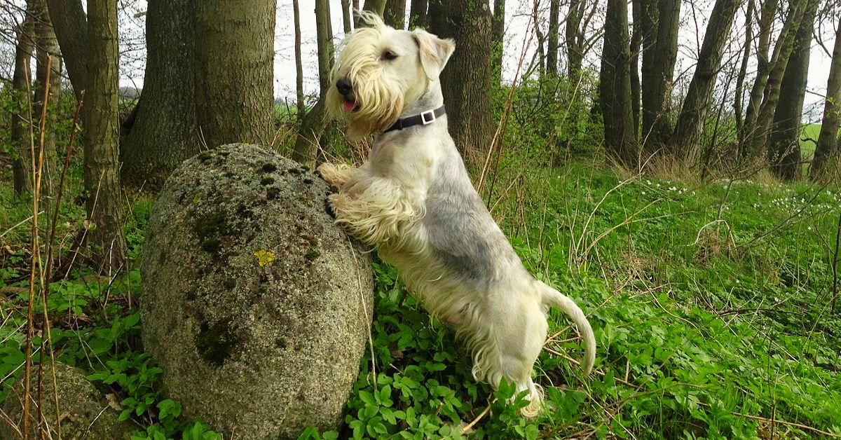 15 Dog Breeds That Few People Ever Get To Meet