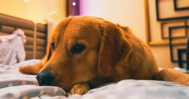 Is Your Pup In Pain? 15 Signs To Watch For & Home-Based Relief