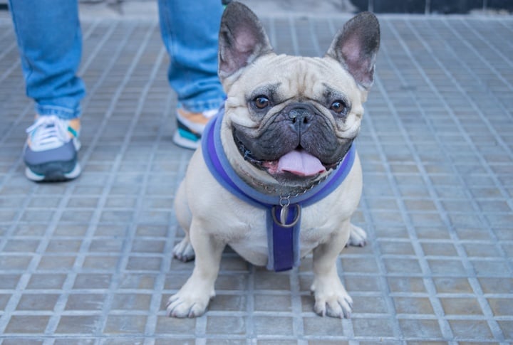 French Bulldog