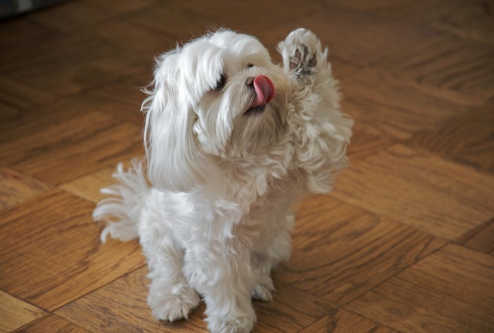 Maltese