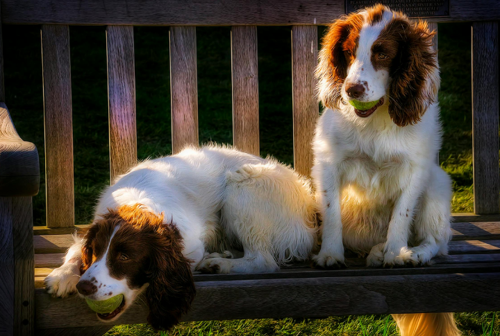 15 Behaviors Every Springer Spaniel Owner Faces