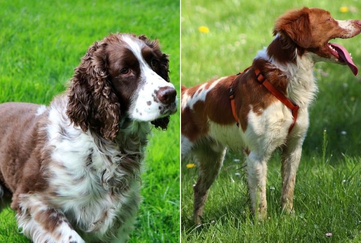 15 Clues That Tell You If It's A Springer Or A Brittany Spaniel