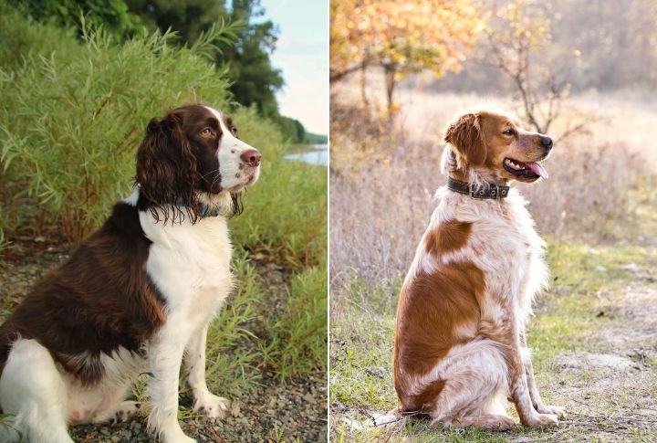 Their Sit Reveals Their Temperament