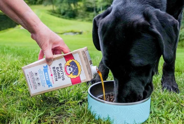 15 Nutrient-Rich Foods That Support A Healthy Dog Coat