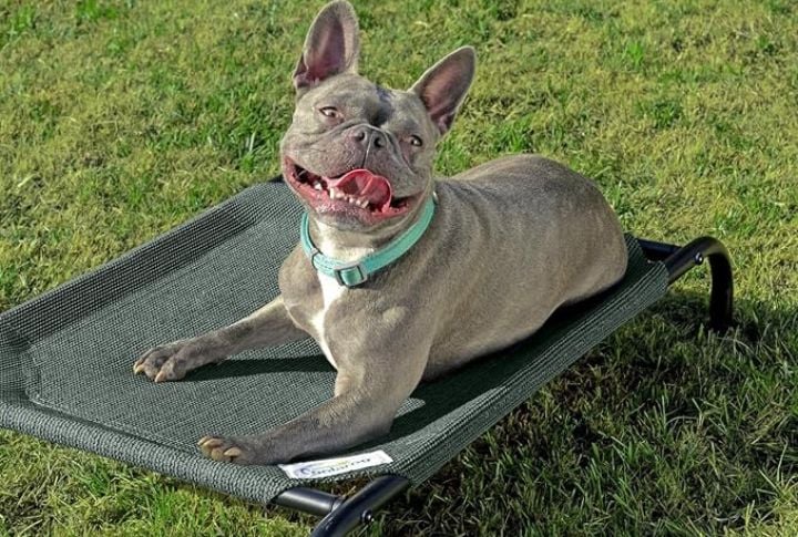 Coolaroo Original Pet Bed
