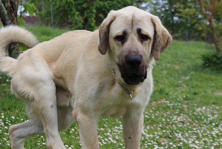 15 Survival Dogs That Won't Bow To Big Cats