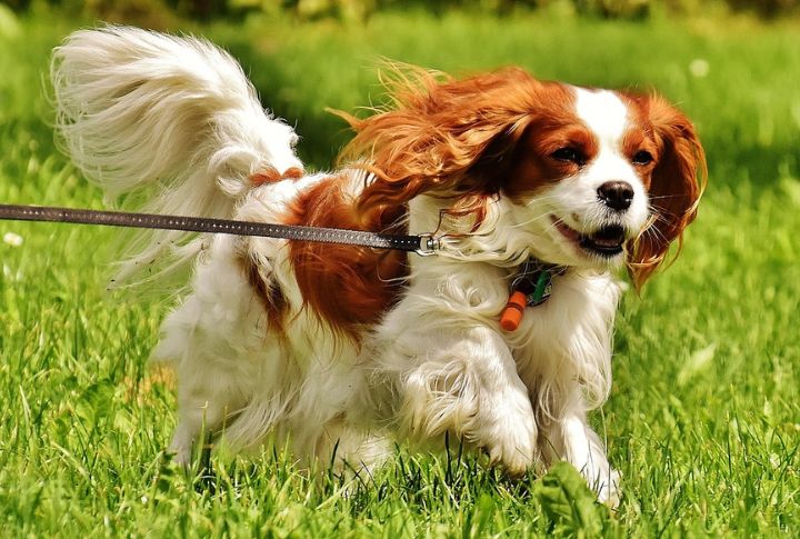 15 Dog Breeds Winning American Hearts In 2025