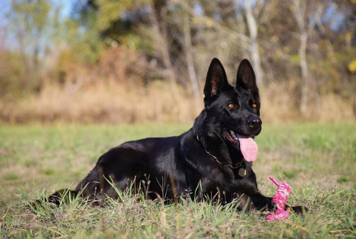 15 Ways Black German Shepherds Give Off Wolf-Like Traits