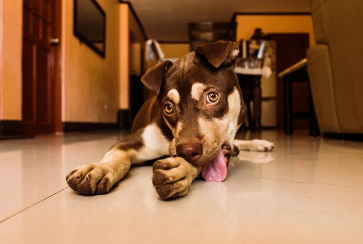 Excessive Paw Licking