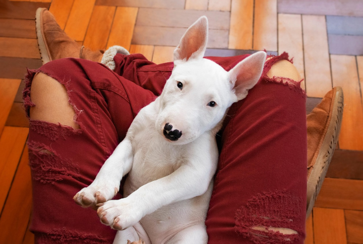 15 Things To Know About The Bull Terrier