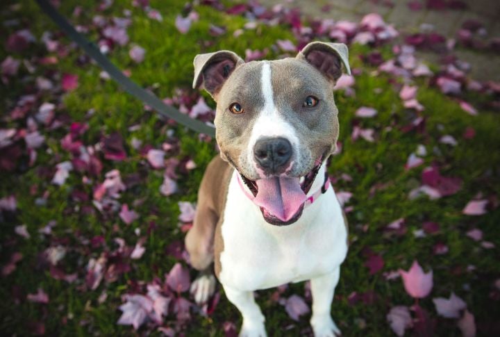 15 Remarkable Qualities That Make Pit Bulls Exceptional Pets