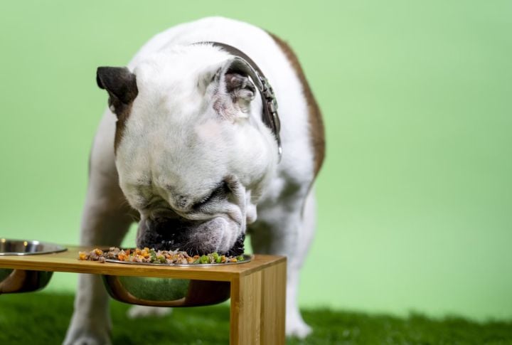 15 Homemade Dog Meals That You Can Make Tonight