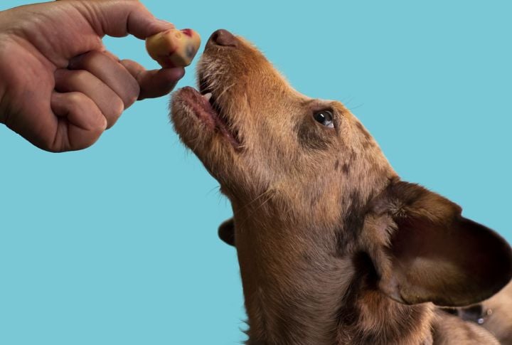 15 Simple And Tasty Dog Biscuits You Can Make At Home