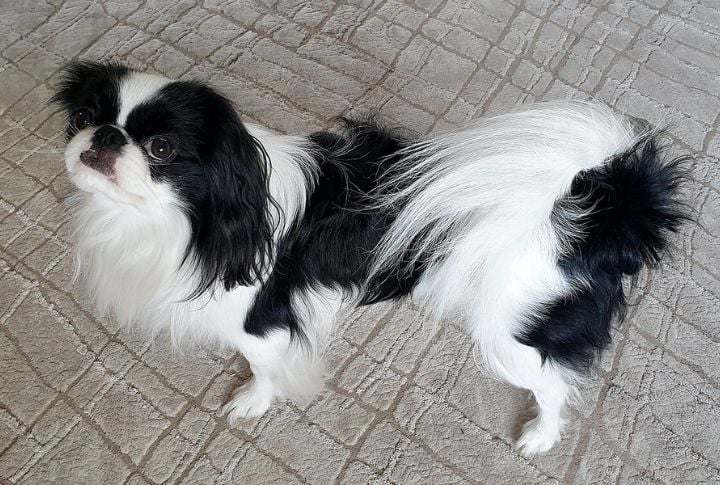 Unique Markings