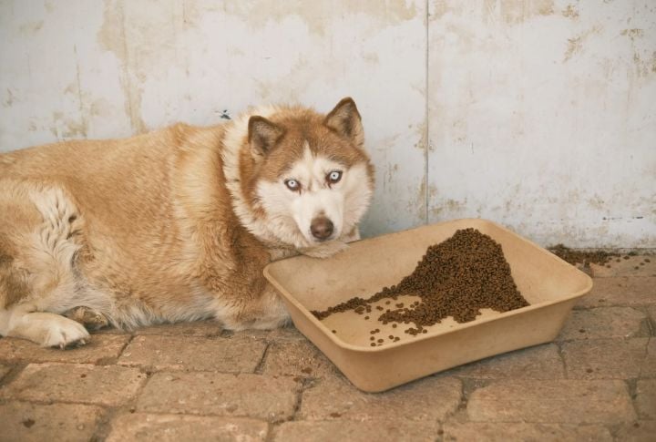 Breed-Specific Appetite Levels