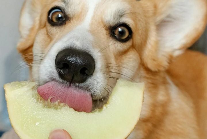 Give Healthy Treats 