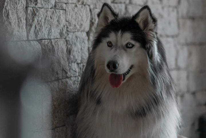 Alaskan Malamute