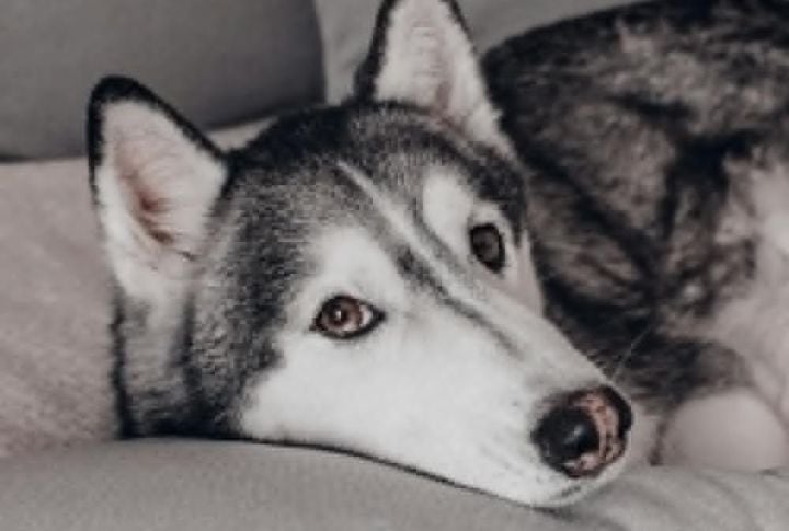 Those Ears Are Secretly High-Tech
