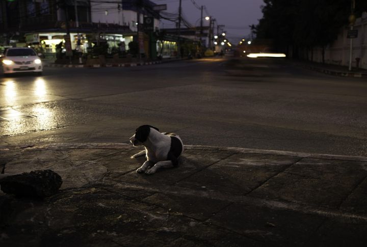 Dogs Use Contrast More Than Color To Identify Objects
