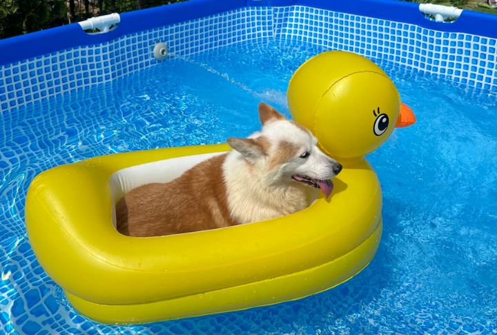 Flotation Toys