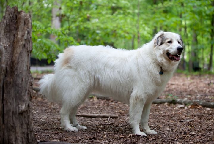 Great Pyrenees