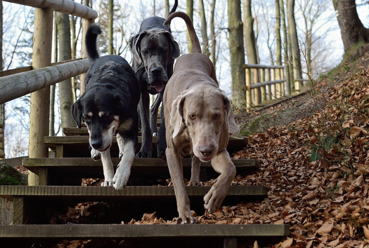 They Can’t Be Socialized