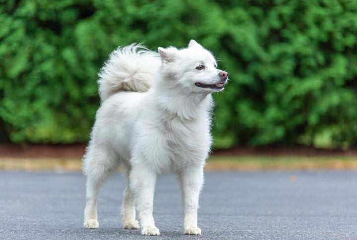 Known For Frequent And Alert Barking