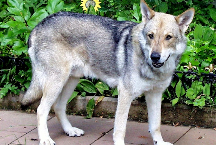 Saarloos Wolfdog