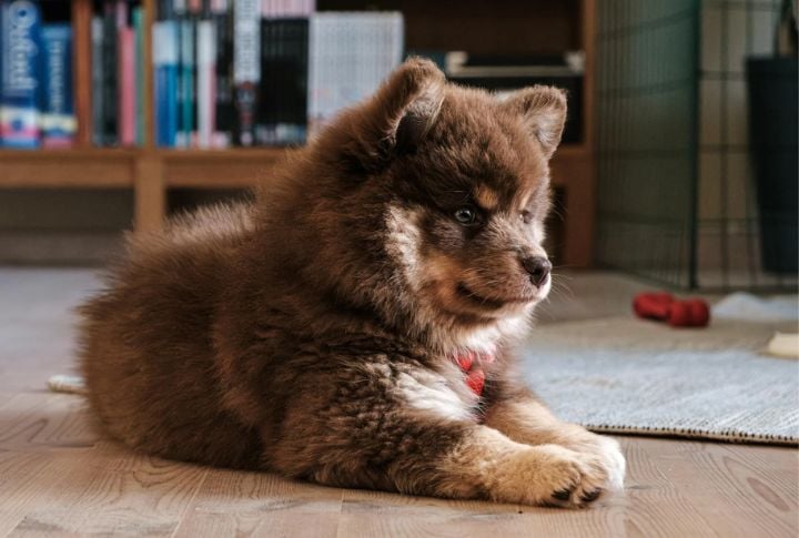Finnish Lapphund