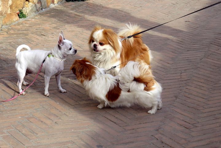 Unpredictable Social Behavior