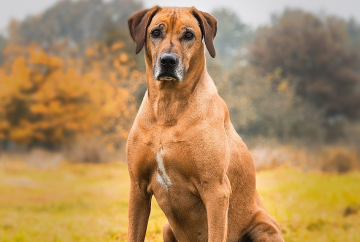Rhodesian Ridgeback