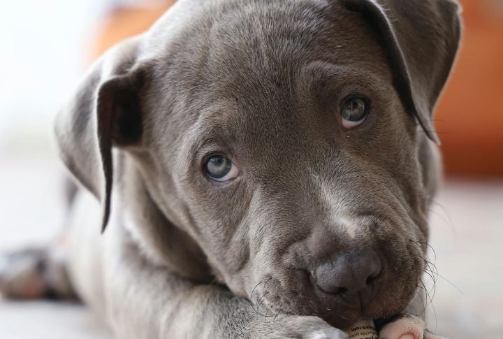 American Pit Bull Terrier