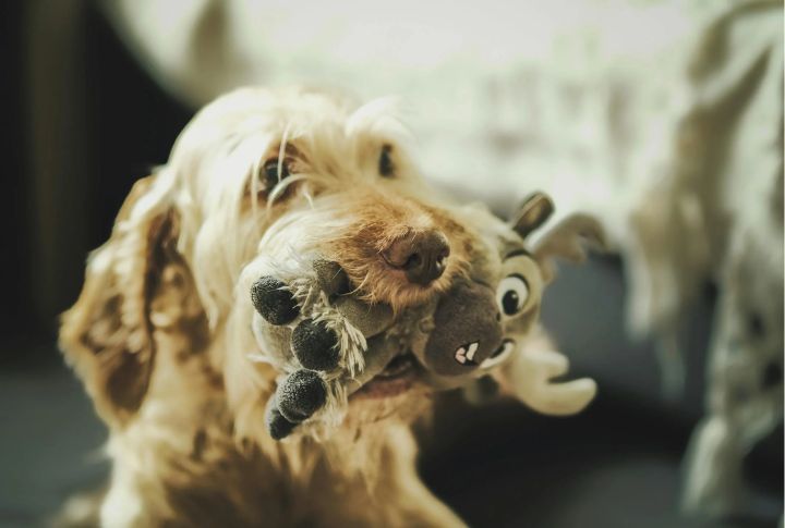 Chew Toys