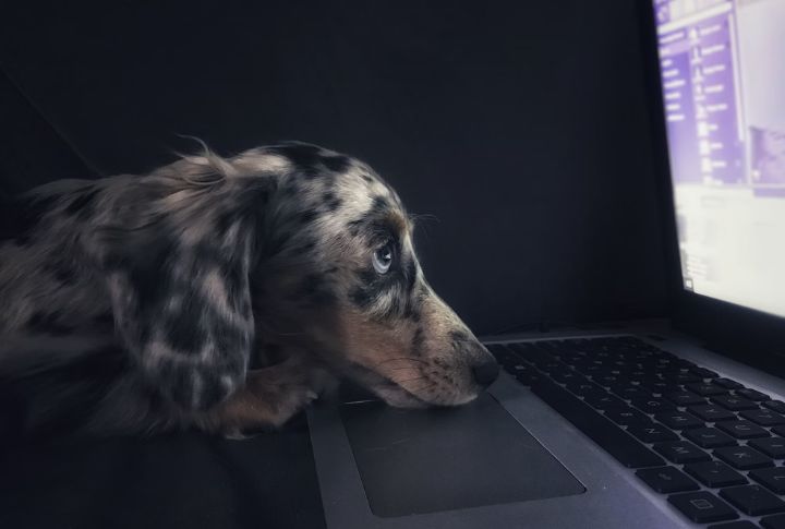 Dogs Detect Faster Flickering Light Than Humans