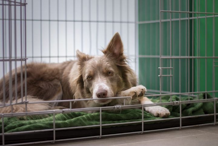 Breed Bans Complicate Emergency Evacuations