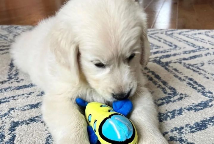 Travel-Friendly Toys