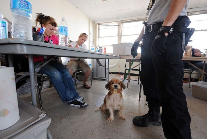 You Have To Settle When You Adopt