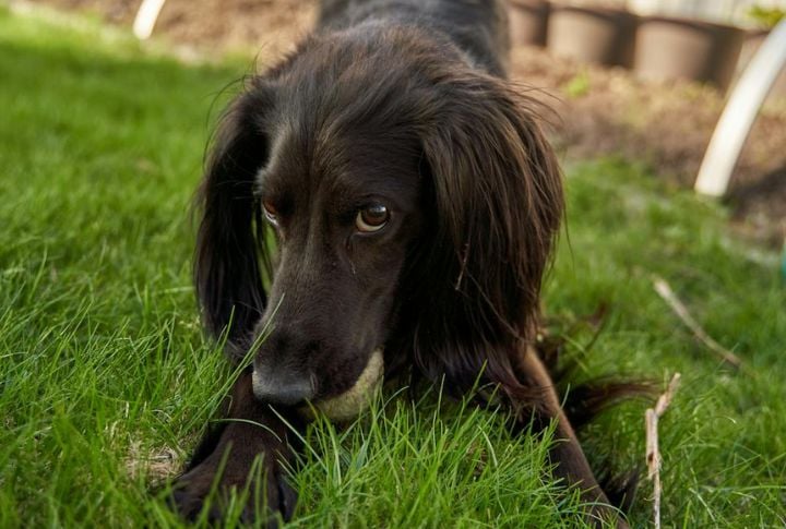 Irish Setter