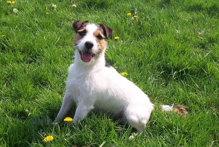 Jack Russell Terrier
