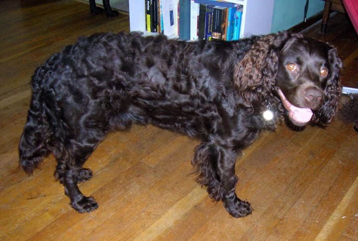 American Water Spaniel