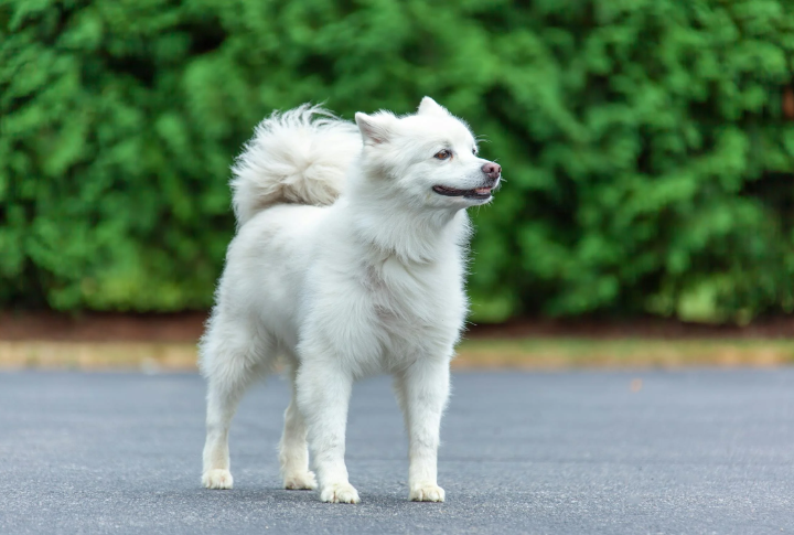 American Eskimo Dog (Miniature)
